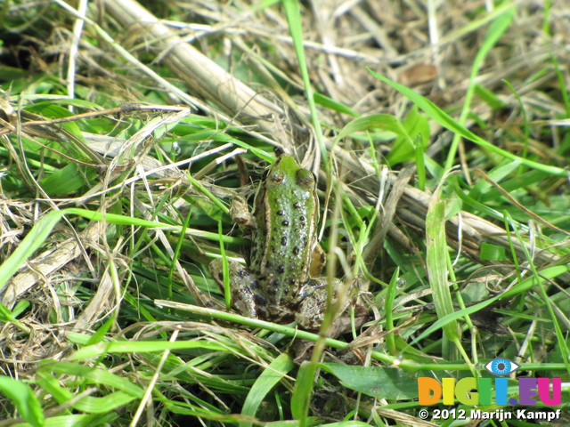 SX24044 Hiding frog in Biesbosch